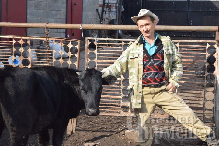 Проживающие в Лагерке Журавлевы продали откормленного бычка за 104 тысячи рублей