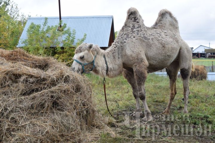В Черемшанском районе «гостили» верблюды