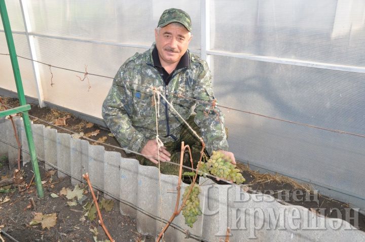 Семья из Черемшана выращивает 17 сортов винограда