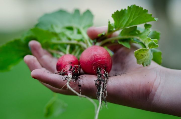 Редис в теплице: как вырастить самый ранний урожай сладкой редиски