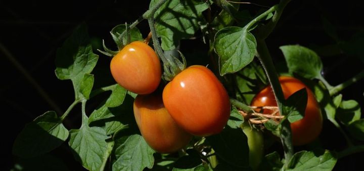 Полезные советы для выращивания томатов