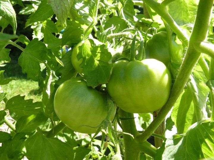 Зачем обрезать листья у томатов и как правильно это делать
