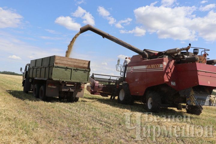 В Черемшанском районе самый большой урожай в хозяйстве «Аккиреево»