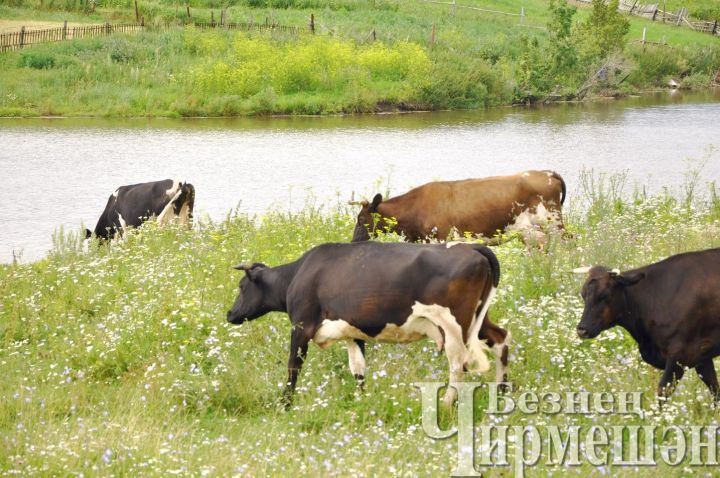 Хозяева коров и коз Черемшанского района получили субсидию
