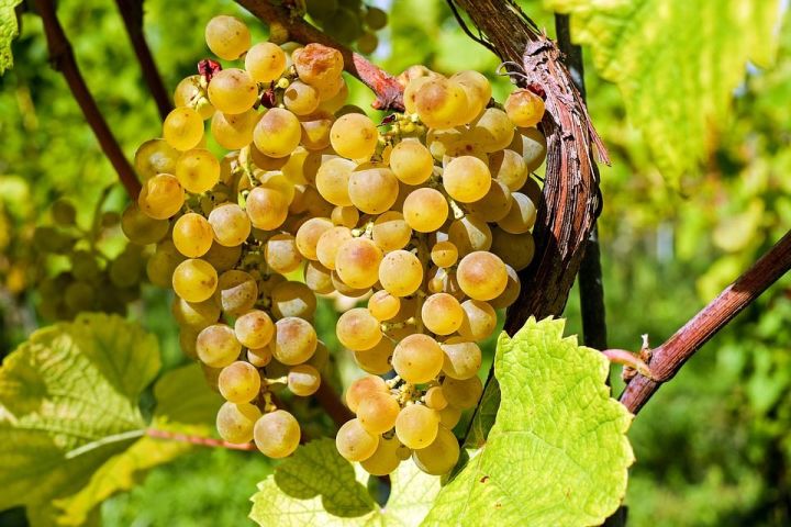 Виноград: вкусная польза для здорoвья или продукт, которого стоит избегать