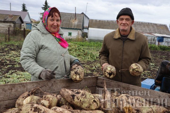 Семья Сафиных из Амирово довольна урожаем картофеля и свеклы