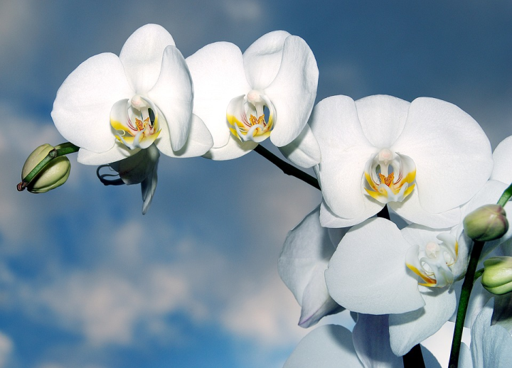 Орхидея сарымсак ярата