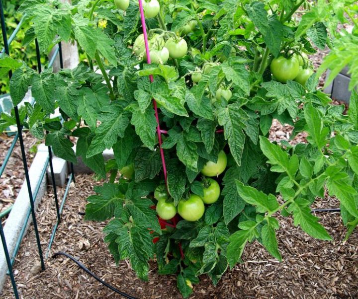 Что можно класть в лунку при высадке томатов в грунт?