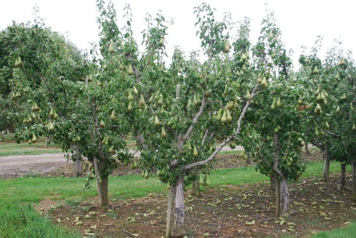 «5 плохих соседей для плодовых деревьев»: или чего не любят яблони, груши и сливы