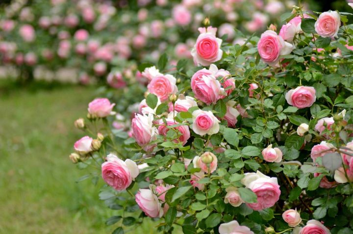 Секреты длительного цветения роз