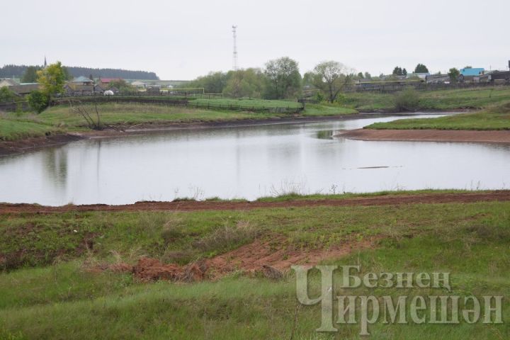 В Амирове неизвестный зверь истребляет кур