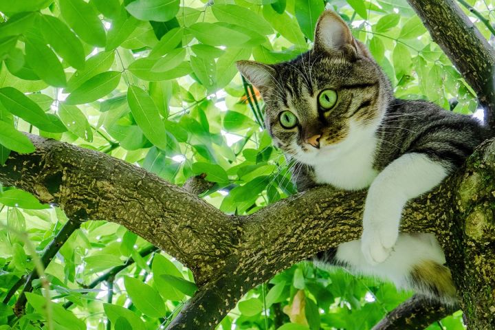 В Татарстане девушка застряла на дереве, спасая кота