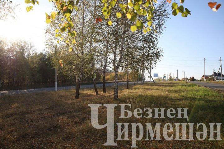 Татарстанда кырау төшүе көтелә
