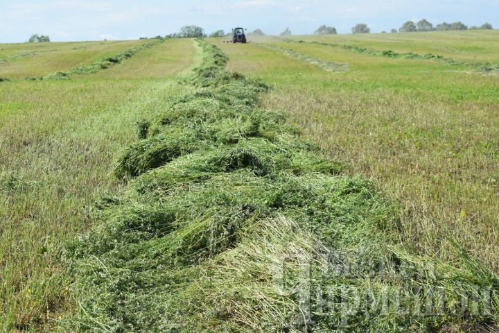 Чирмешән районында корылык үләннәр үсешен дә тоткарлый