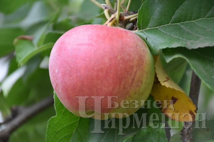 Лучшее удобрение для яблони в июне
