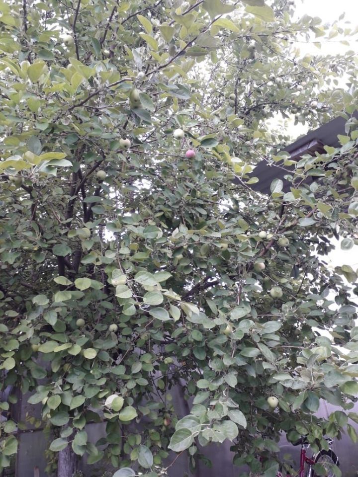 Алмагачларга калий кирәк