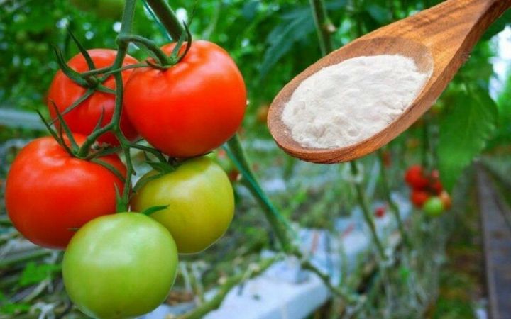 Как и чем полить помидоры чтобы быстрее краснели?