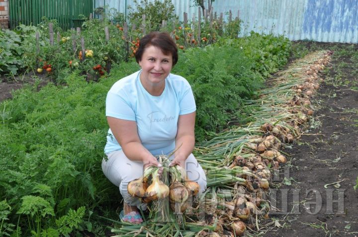 Чирмешәндә яшәүче гаиләнең бакчасында 400 граммлы суганнар үскән