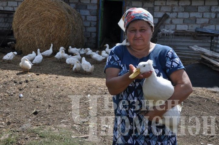 Гуси Мадины апы съедают мешок пшеницы за два дня