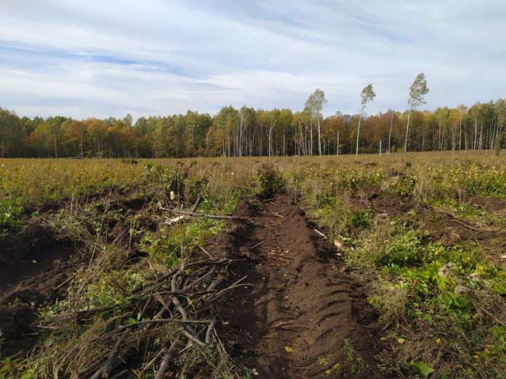 Черемшанские лесоводы собрали желуди в Тольятти