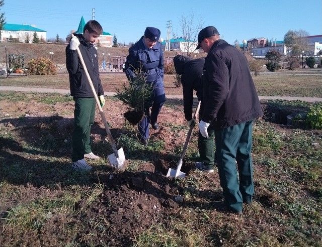 Черемшанские кадеты посадили десять елей