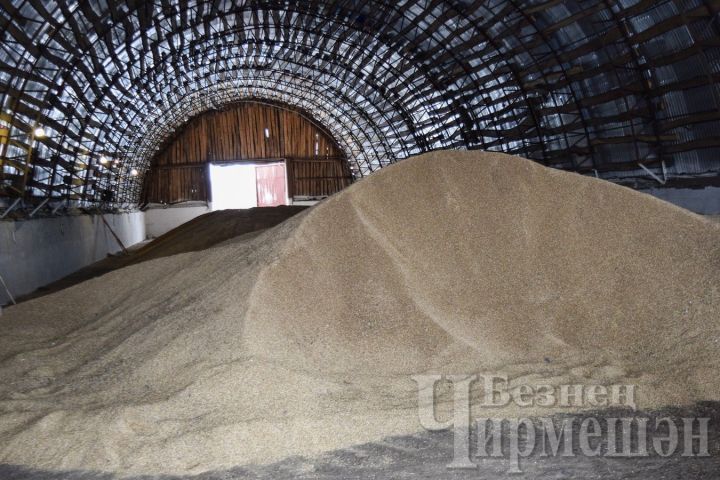 Чирмешән районында җилемсәгә-клейковинага бай бодай үстерә башлыйлар