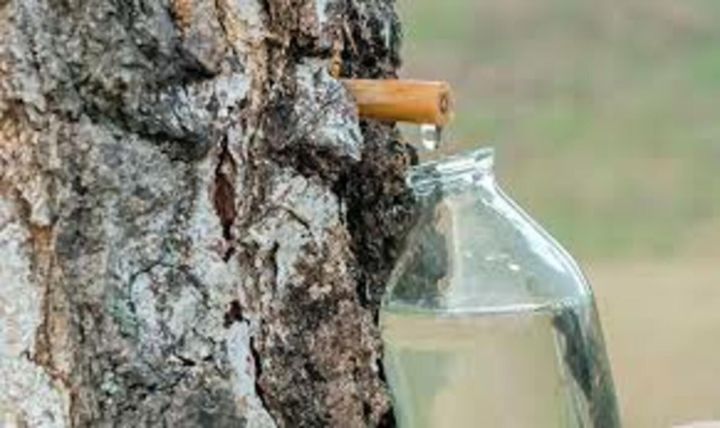Каен сутын ничек дөрес җыярга һәм кулланырга?