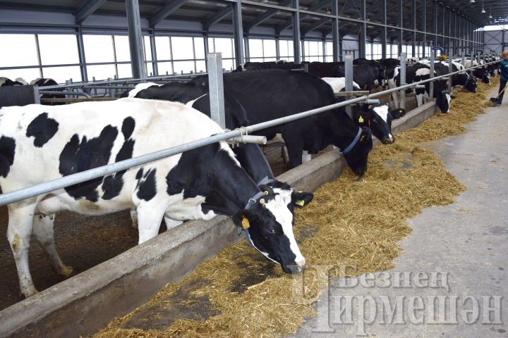 Коровы общества «Ильхан» в день дают в среднем 25 килограммов молока