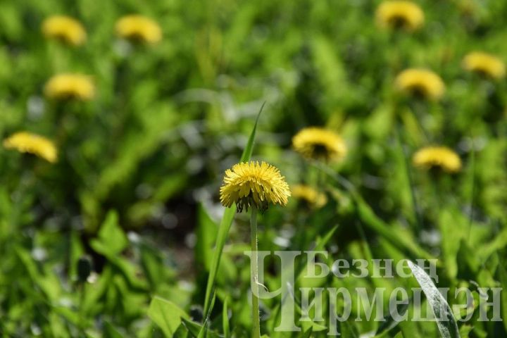 Татарстанда 15 градуска кадәр җылытачак