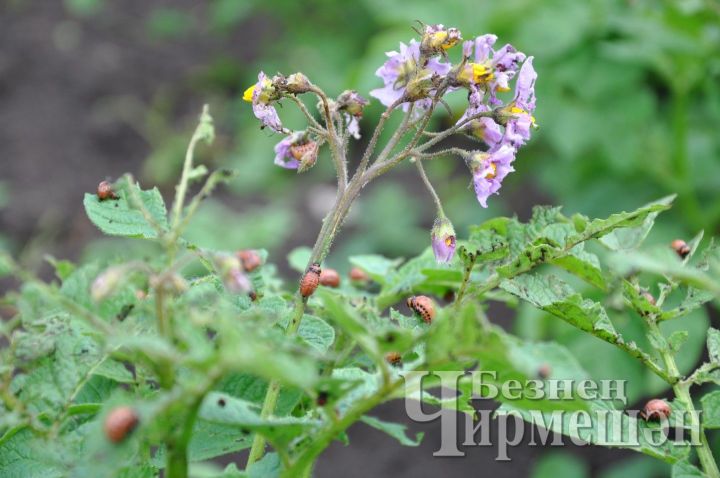 Бәрәңгене агуламый колорадо коңгызыннан котылып буламы?