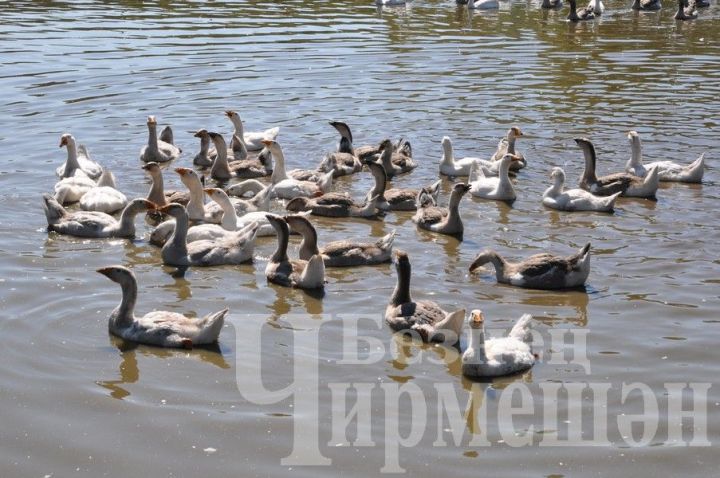 Народные приметы на 3 июля