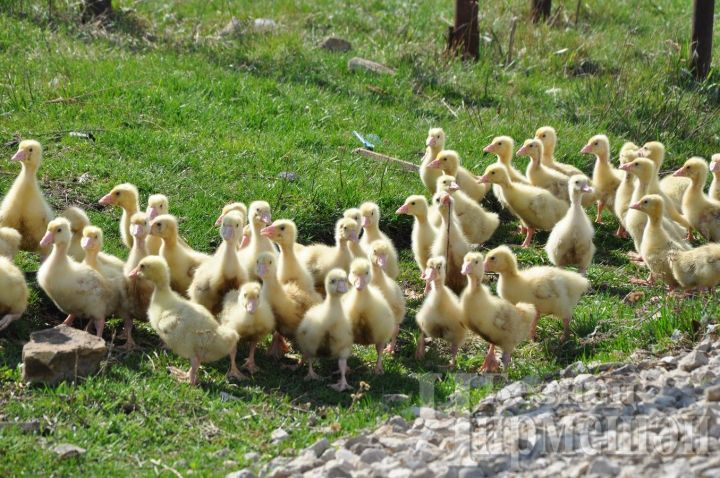 В конце октября начинаются коллективные ощипывания гусей