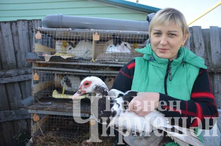 Шарифуллины из Старого Утямыша содержат четыре вида птицы