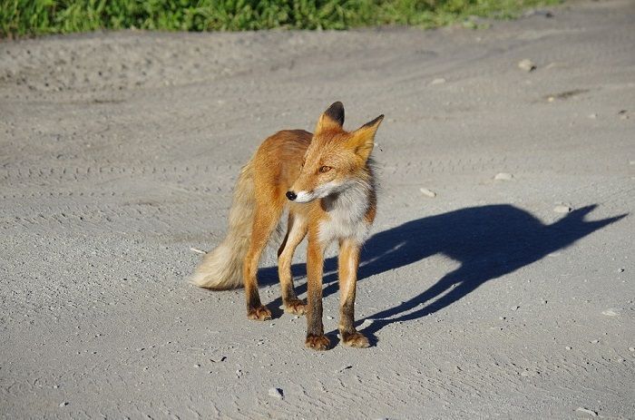 Чирмешән районында эт, мәчеләргә дә котыру чиренә каршы прививка ясыйлар