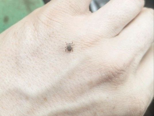 В Черемшане зафиксированы случаи укусов клещей