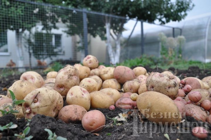 Колорадо коңгызыннан агусыз ничек котылырга?