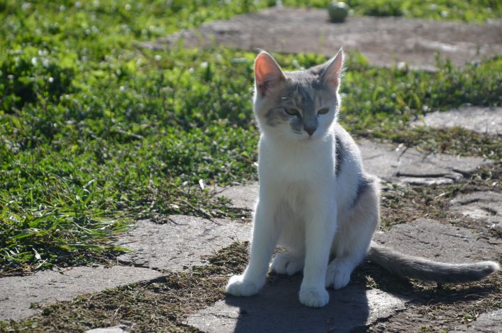 В Черемшанском районе 23 человека пострадали от собак и кошек