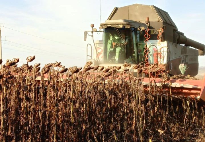 Чирмешән районы хуҗалыкларында көнбагыш кырларының 57 процент өлешеннән уңыш суктырылган