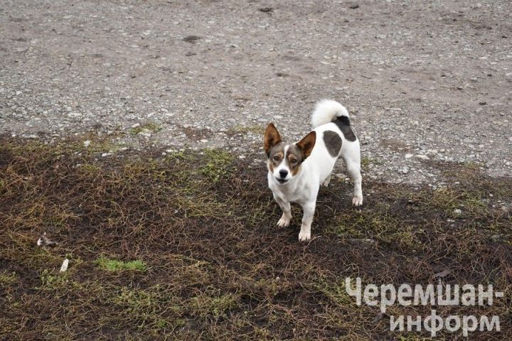 В Черемшане участились случаи укусов собак