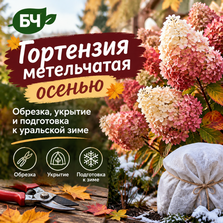 Готовим гортензию метельчатую к холодам