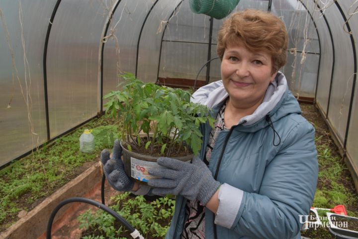 Наталья Артамонова из Кутемы подкармливает помидоры луковой шелухой