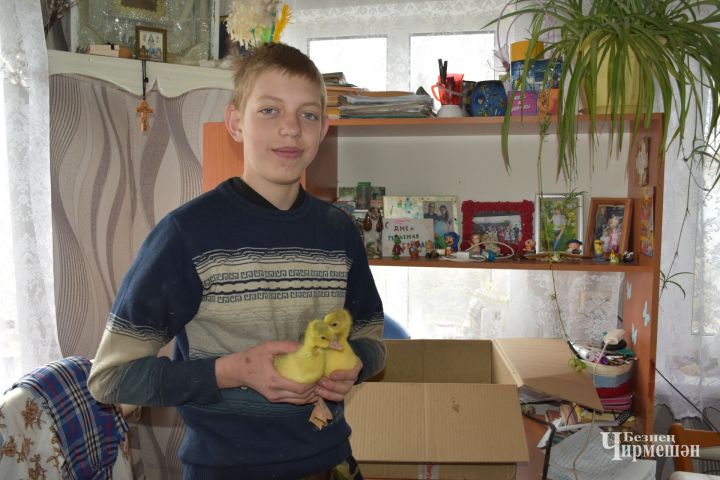 14-летний Володя Семайкин из Кутемы выводит гусят в инкубаторе