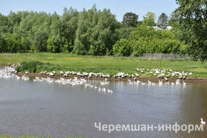 В речке села Старое Кадеево плавают более 500 гусей