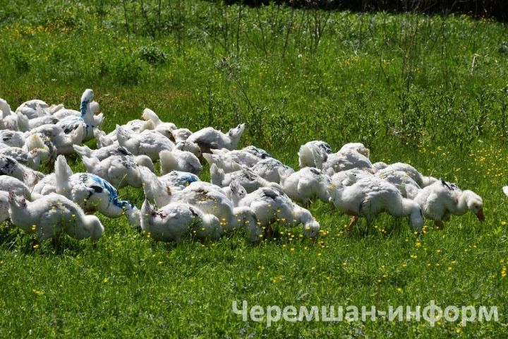 В речке села Старое Кадеево плавают более 500 гусей