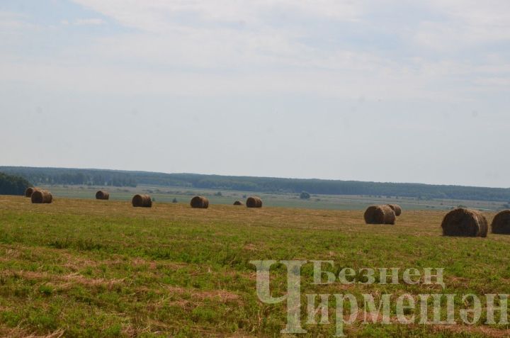 Народные приметы на 10 июля