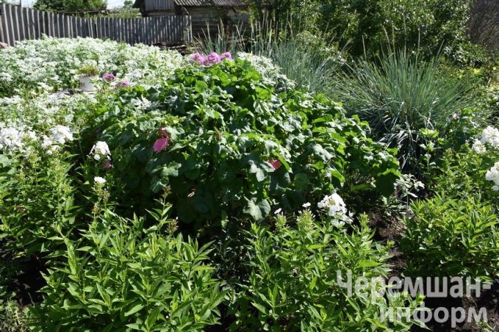 Печник из села Нижняя Чегодайка находит время для выращивания цветов