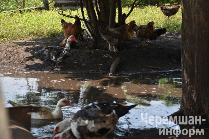 Птицеводы из Нижней Каменки знают толк в домашнем хозяйстве
