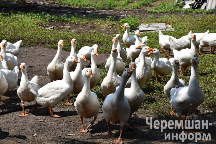 Птицеводы из Нижней Каменки знают толк в домашнем хозяйстве