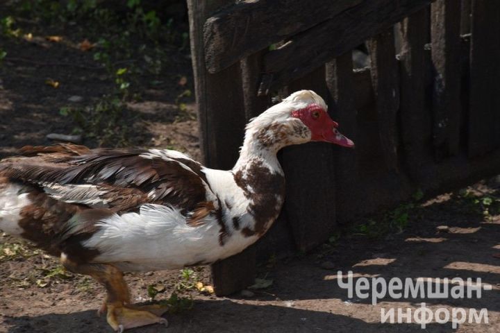 Птицеводы из Нижней Каменки знают толк в домашнем хозяйстве
