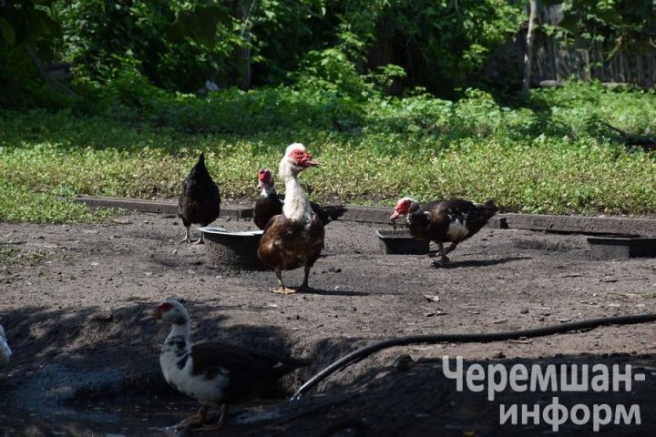 Птицеводы из Нижней Каменки знают толк в домашнем хозяйстве